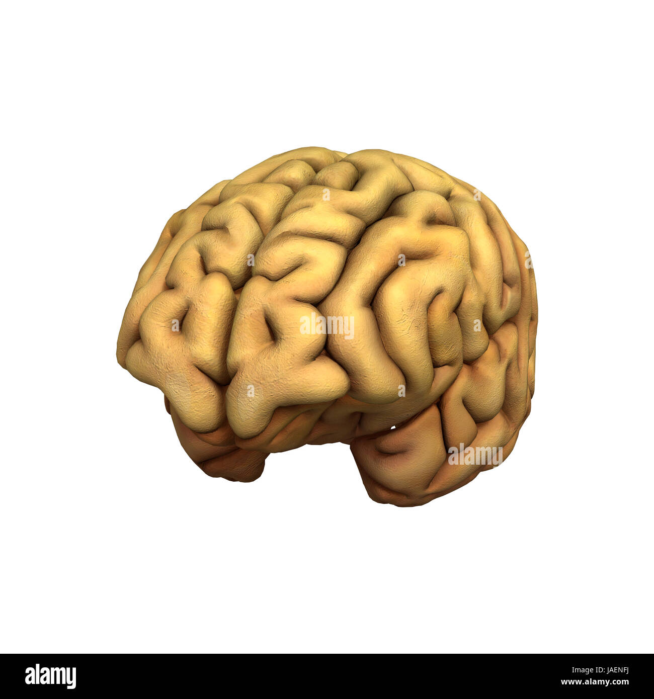 3D digital render of a human brain isolated on white background Stock ...