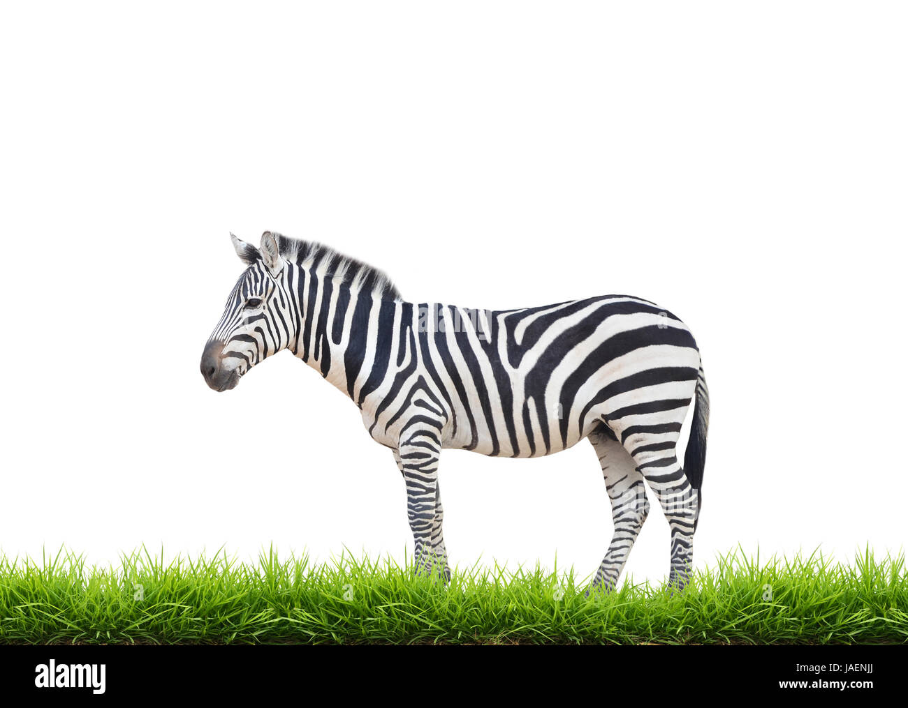 zebra with green grass isolated on white background Stock Photo - Alamy