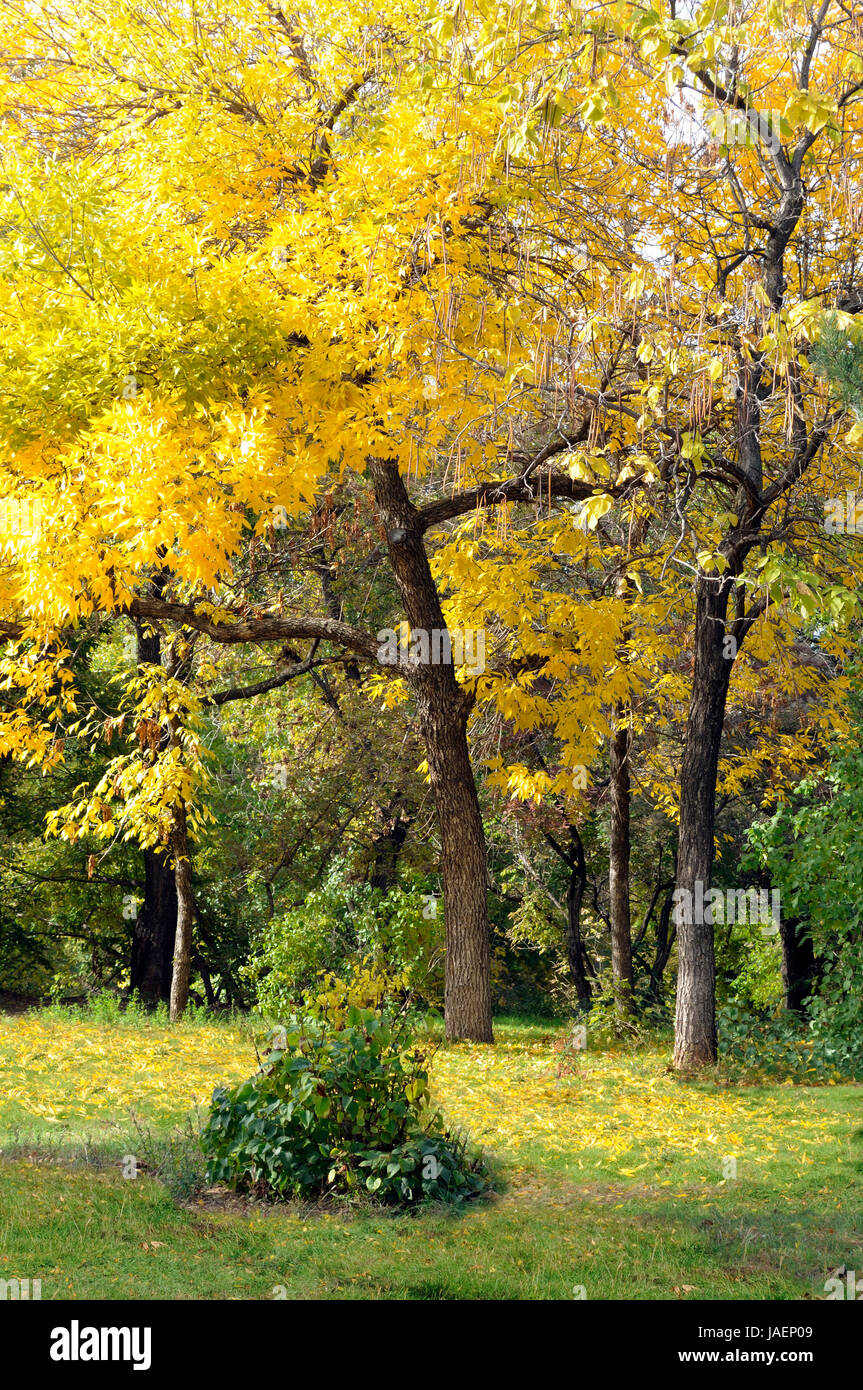 Golden autumn in the forest with maple trees Stock Photo - Alamy