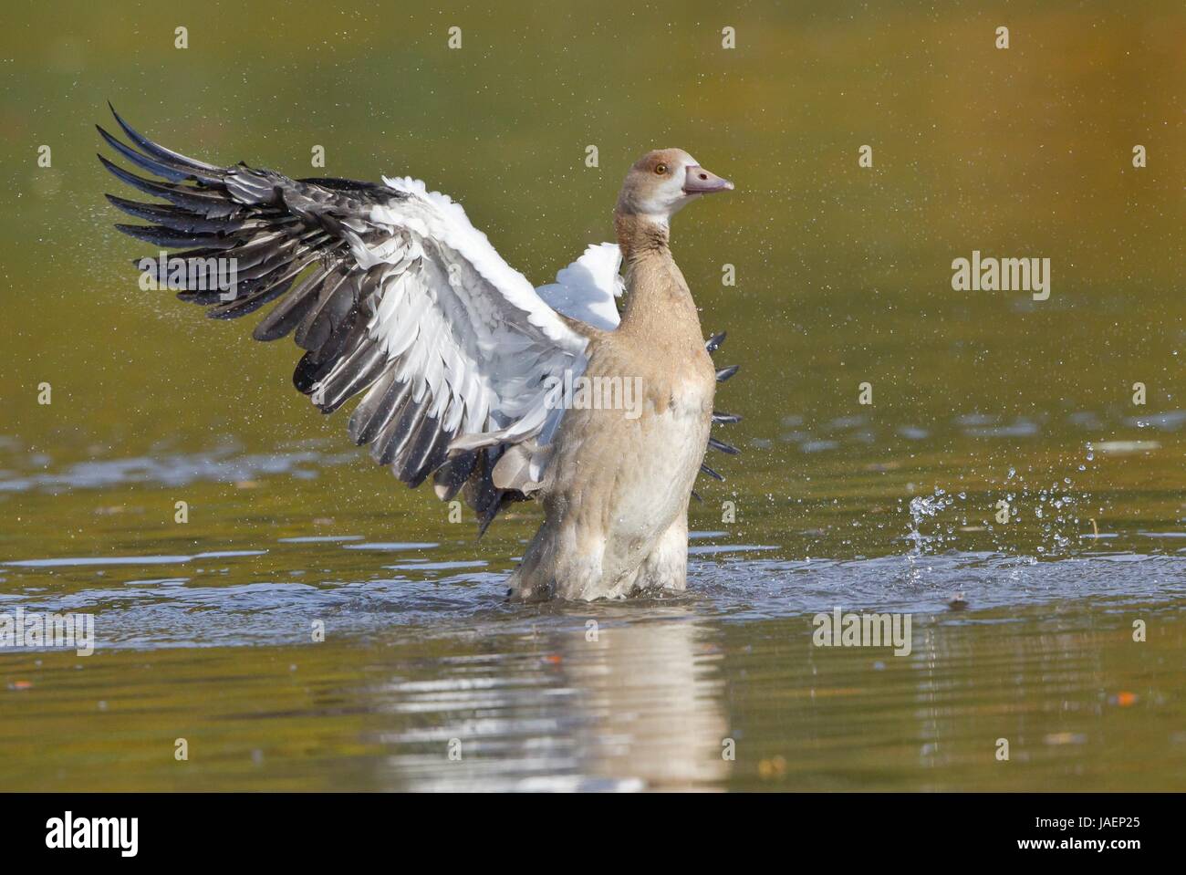 nilgans Stock Photo