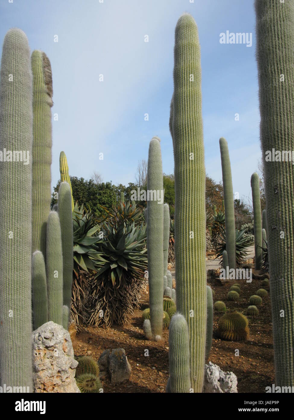 cactus garden Stock Photo