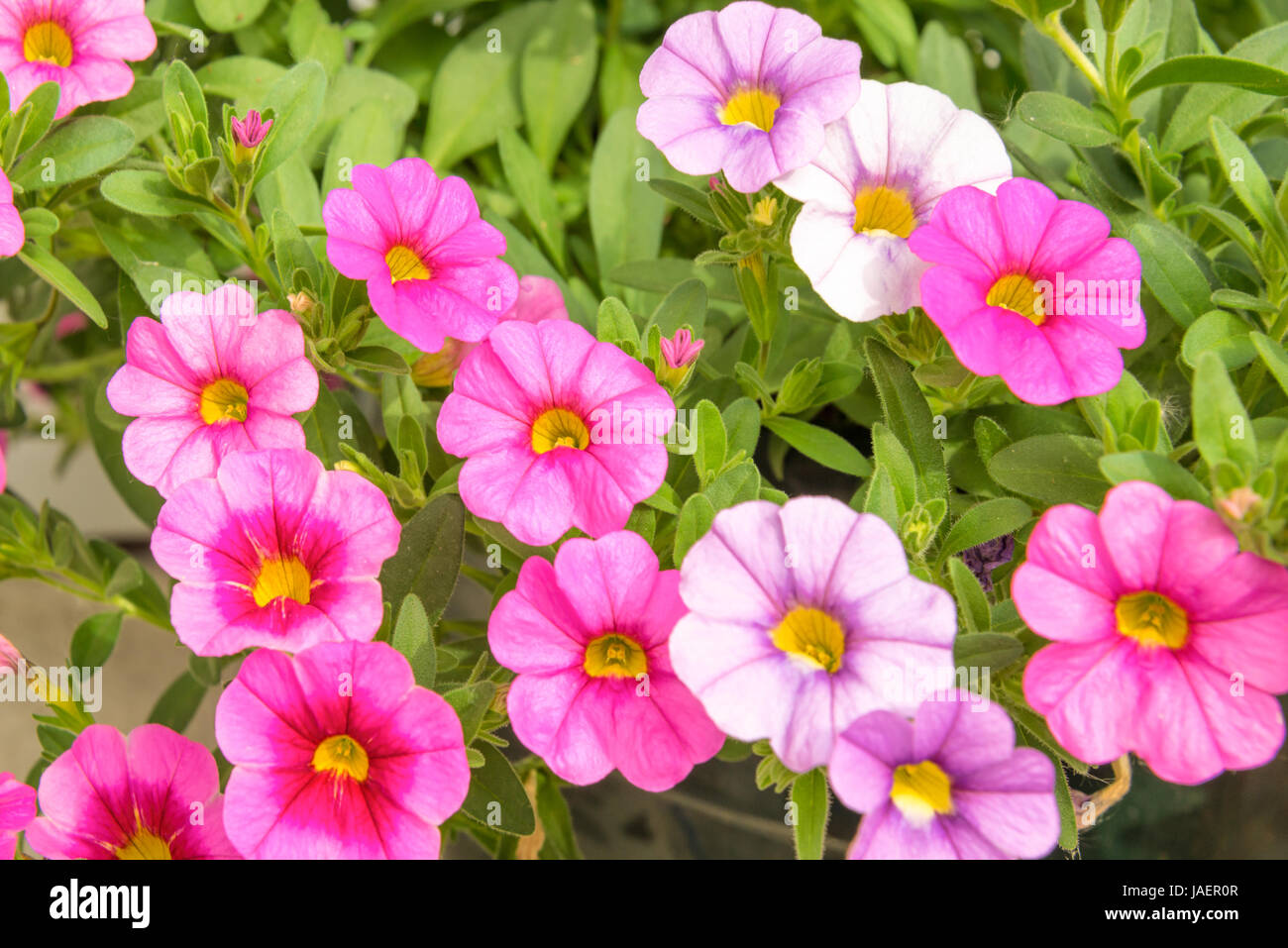 Colorful pink petunia flowers close up background in a garden in summer Stock Photo