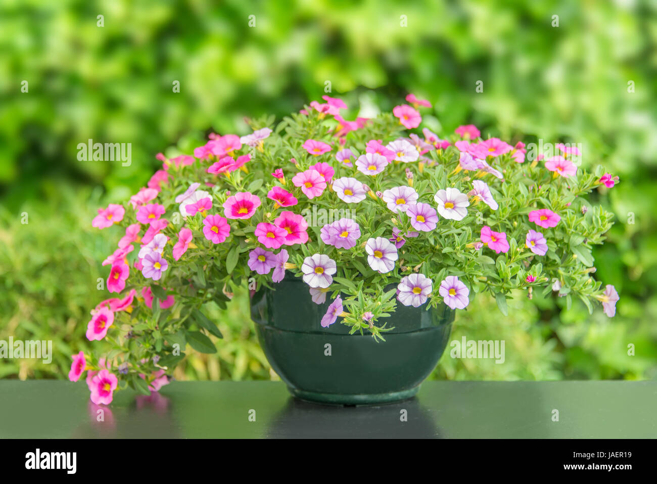 Pot of colorful pink petunia flowers on a table, isolated green nature background Stock Photo