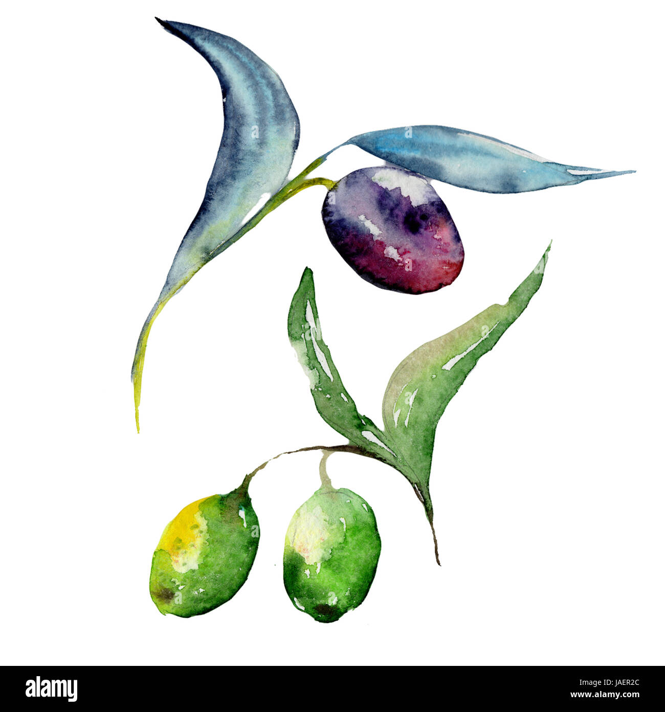 Olive tree in a watercolor style isolated Stock Photo - Alamy