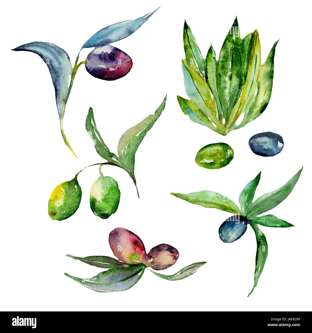Olive tree in a watercolor style isolated Stock Photo - Alamy