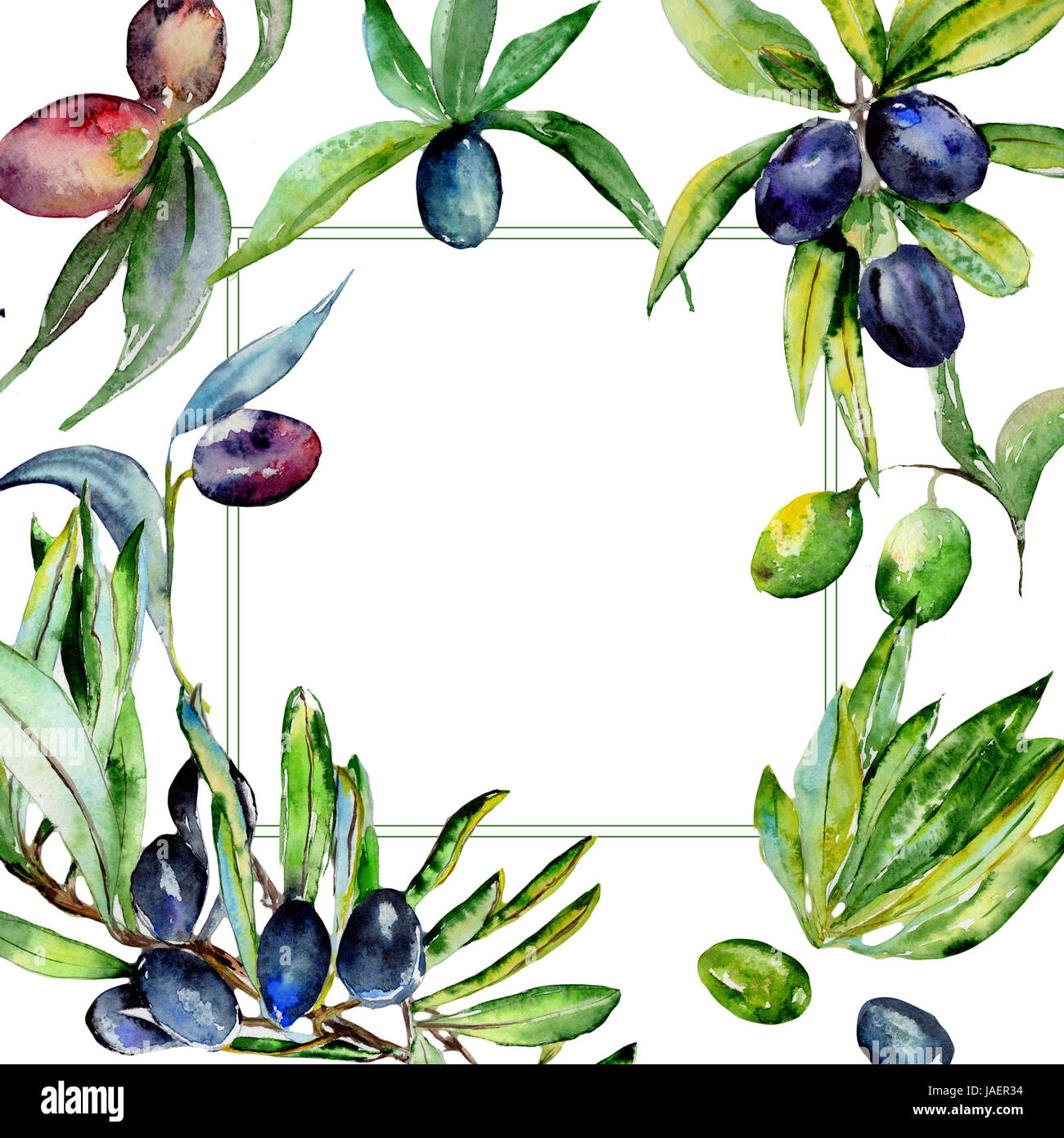 Olive tree frame in a watercolor style isolated Stock Photo - Alamy