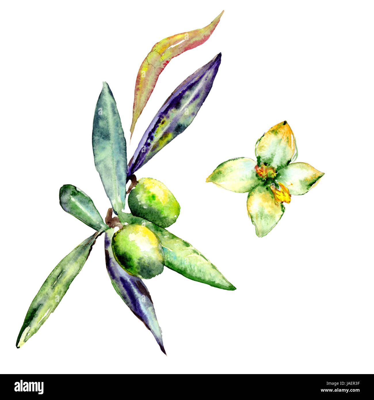Olive tree in a watercolor style isolated Stock Photo - Alamy