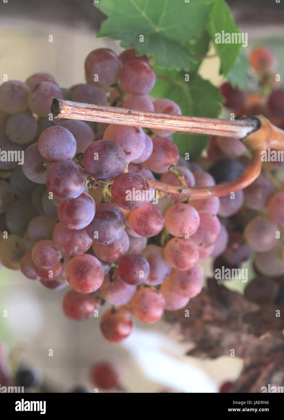 Roter trauben hi-res stock photography and images - Alamy