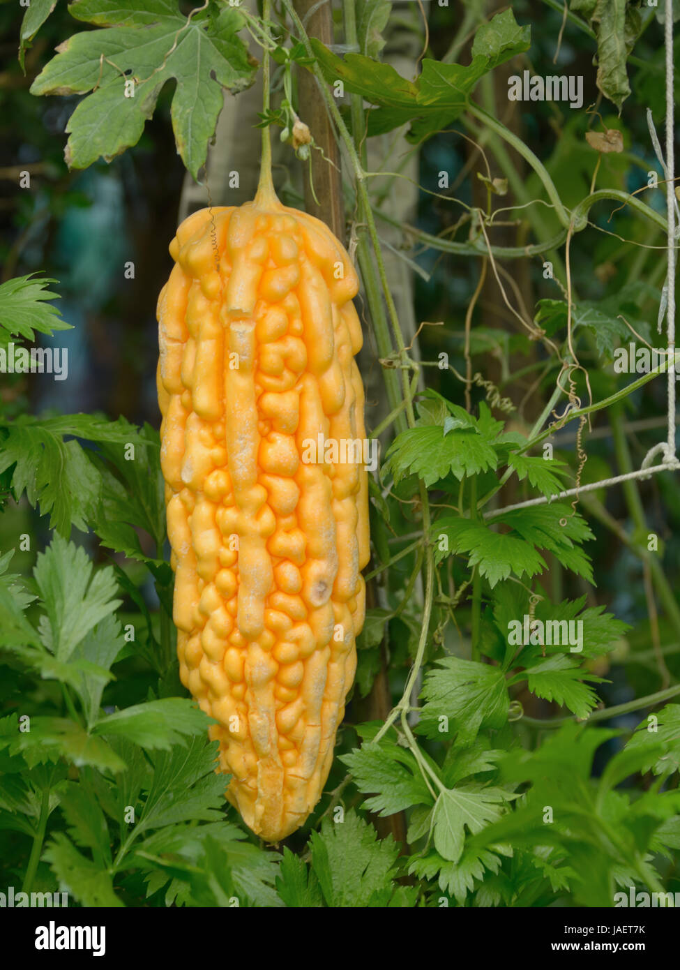 Bitter cucumber in garden Stock Photo Alamy