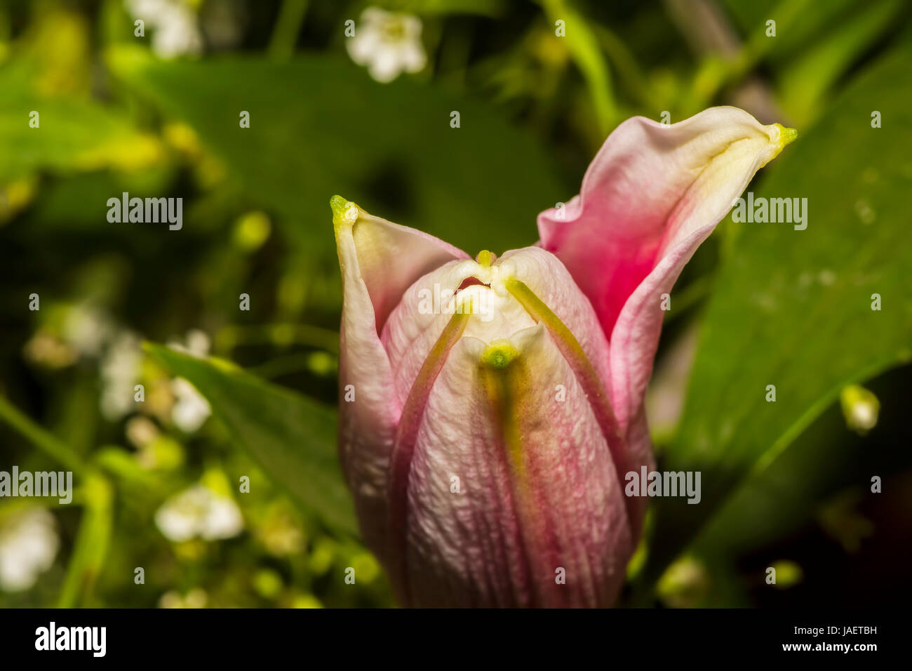 Beautiful bud of Pink Lily flower with a petal opening soon to a