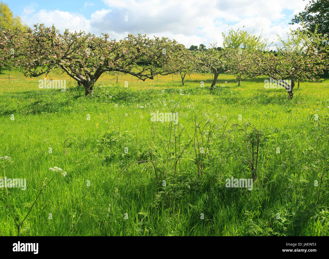 Small orchard in english garden hi-res stock photography and images - Alamy