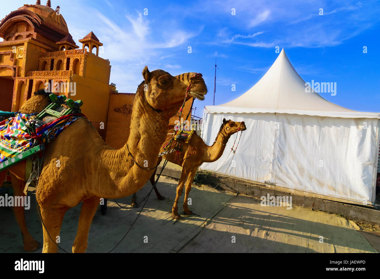 Camel ride at the great Rann of Kutch (Rann Utsav), Salty Landscapes, Gujarat, India Stock Photo