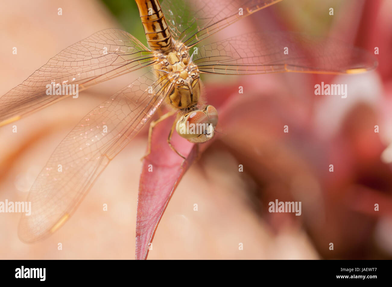 Golden dragonfly on a leaf Stock Photo - Alamy