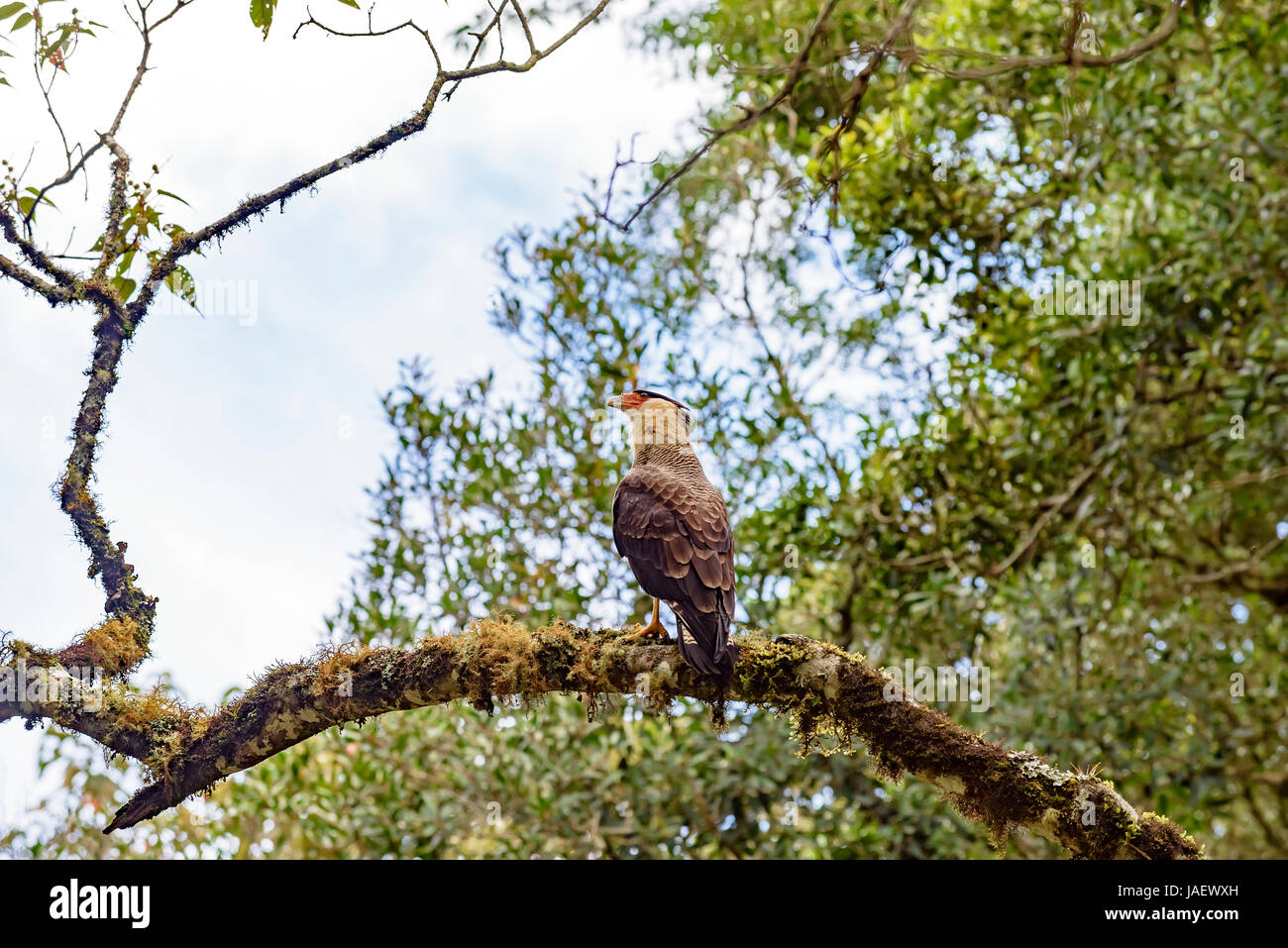 Carcara Perched on the branch of a tree in the Itatiaia National Park, Rio de Janeiro Stock Photo