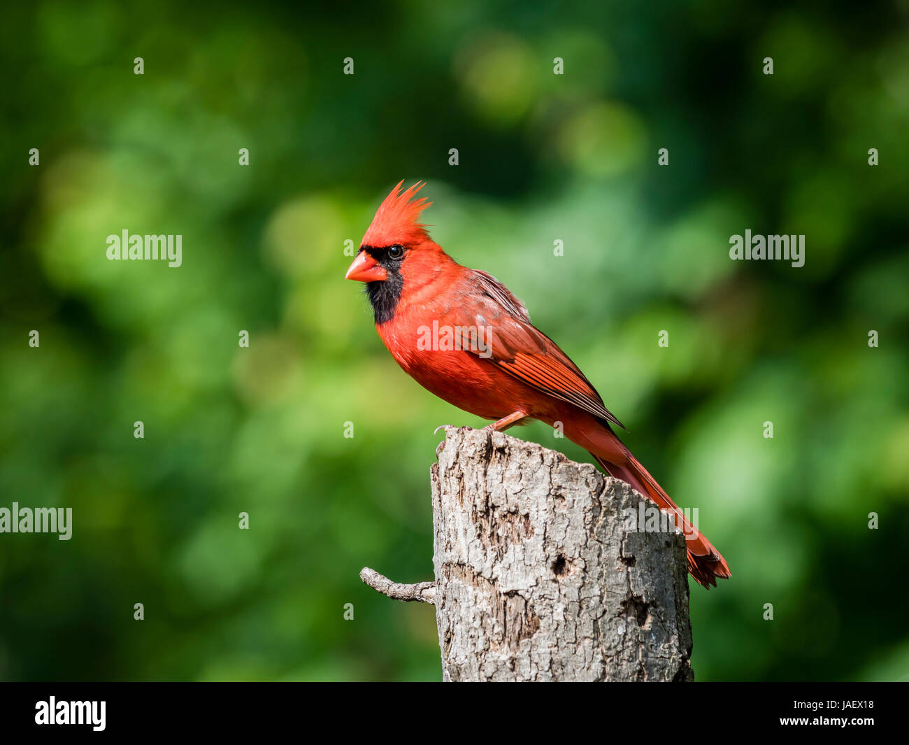 Northern Cardina Stock Photo Alamy