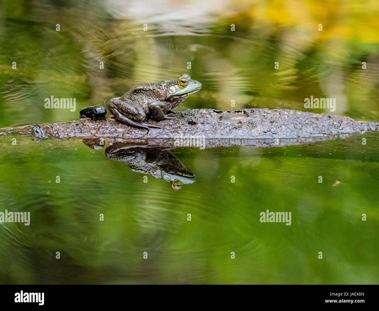 Large eardrum hi-res stock photography and images - Alamy