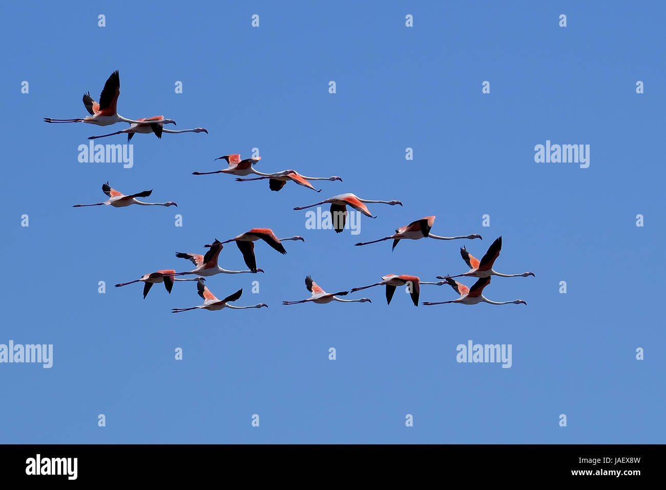 Greater Flamingos (phoenicopterus Roseus) Andulusia Spain Stock Photo
