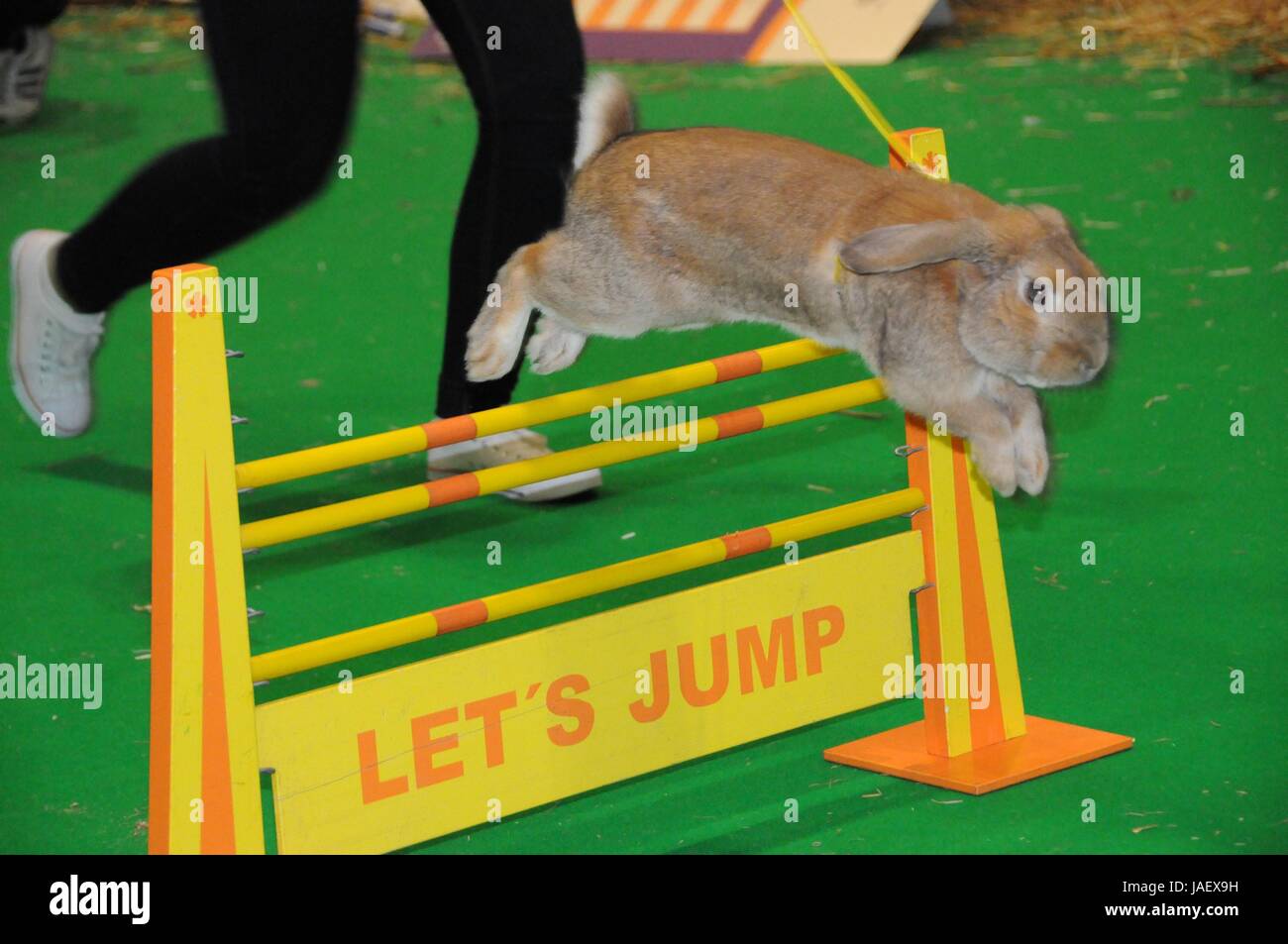 Anya the champion, Swedish rabbit hurdler, at the ExCel National Pet Show Stock Photo