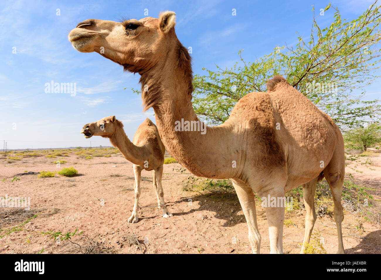 Camel eating acacia hires stock photography and images Alamy