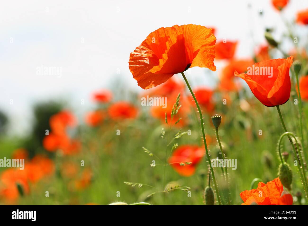 Poppy Back Photo Poppies in back light Stock Photo - Alamy