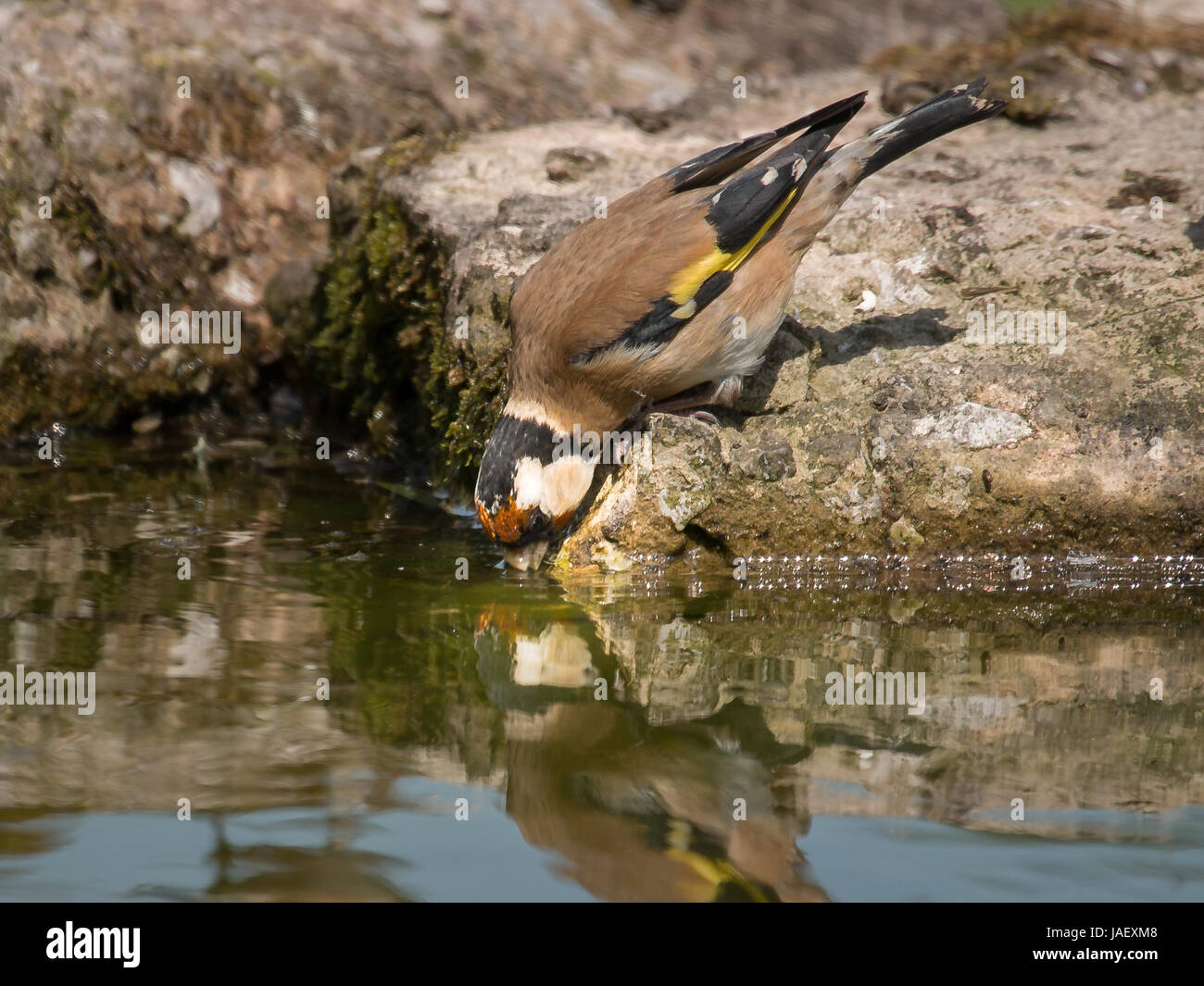 Goldfinch drinking at the edge of a pond Stock Photo