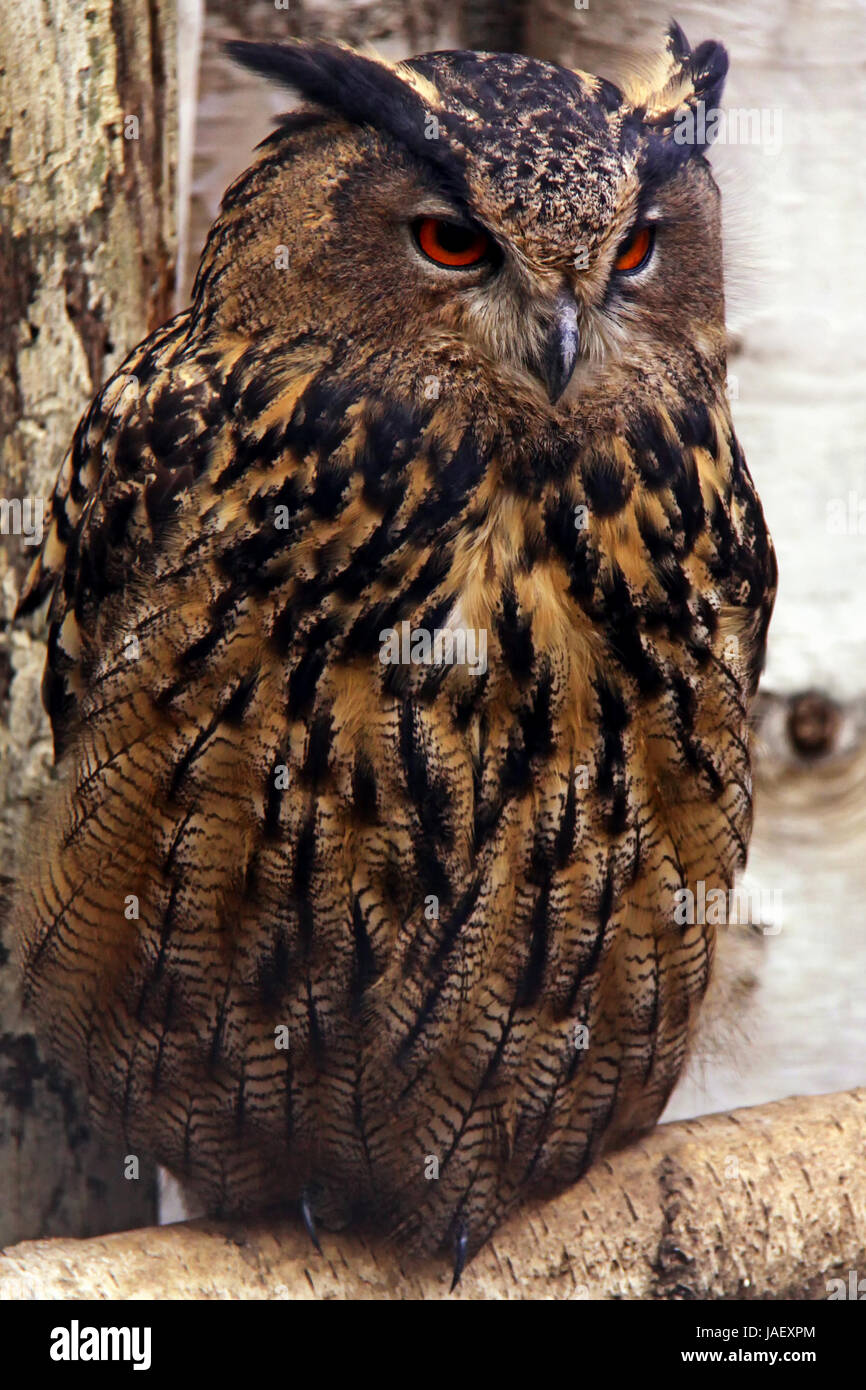 Buho reale hi-res stock photography and images - Alamy
