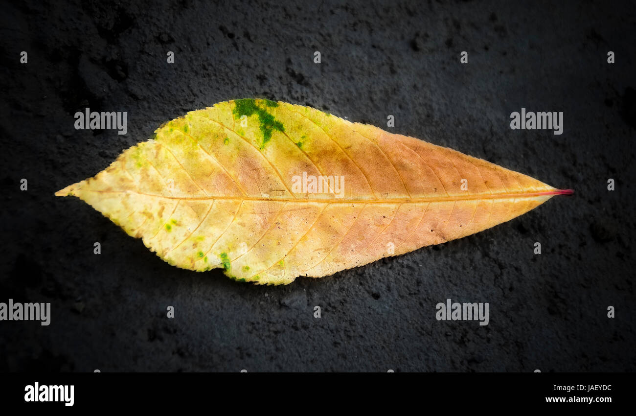 Closeup of a colorful tropical Almond tree leaf isolated on the black background Stock Photo