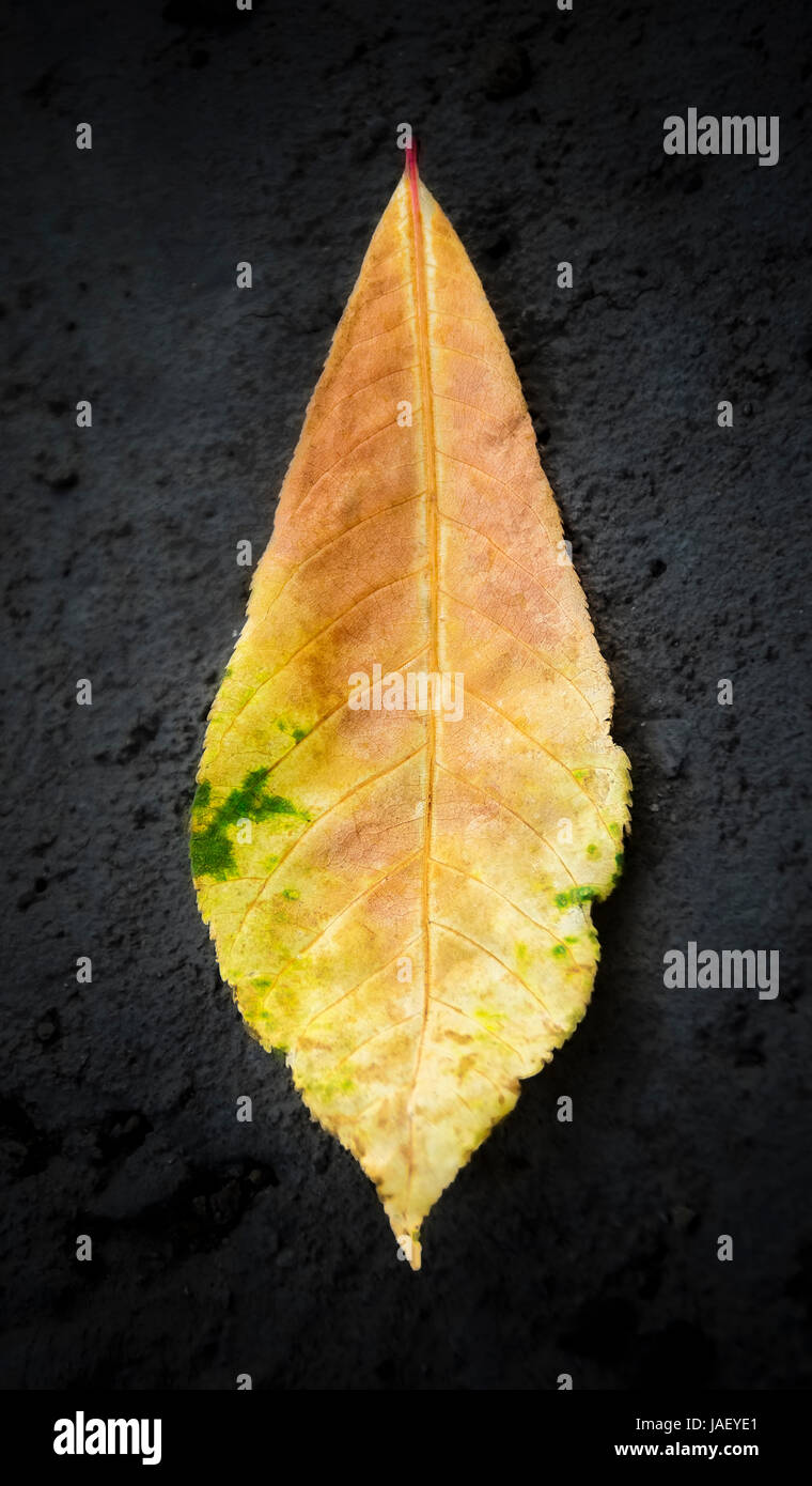 Closeup of a colorful tropical Almond tree leaf isolated on the black background vertical Stock Photo