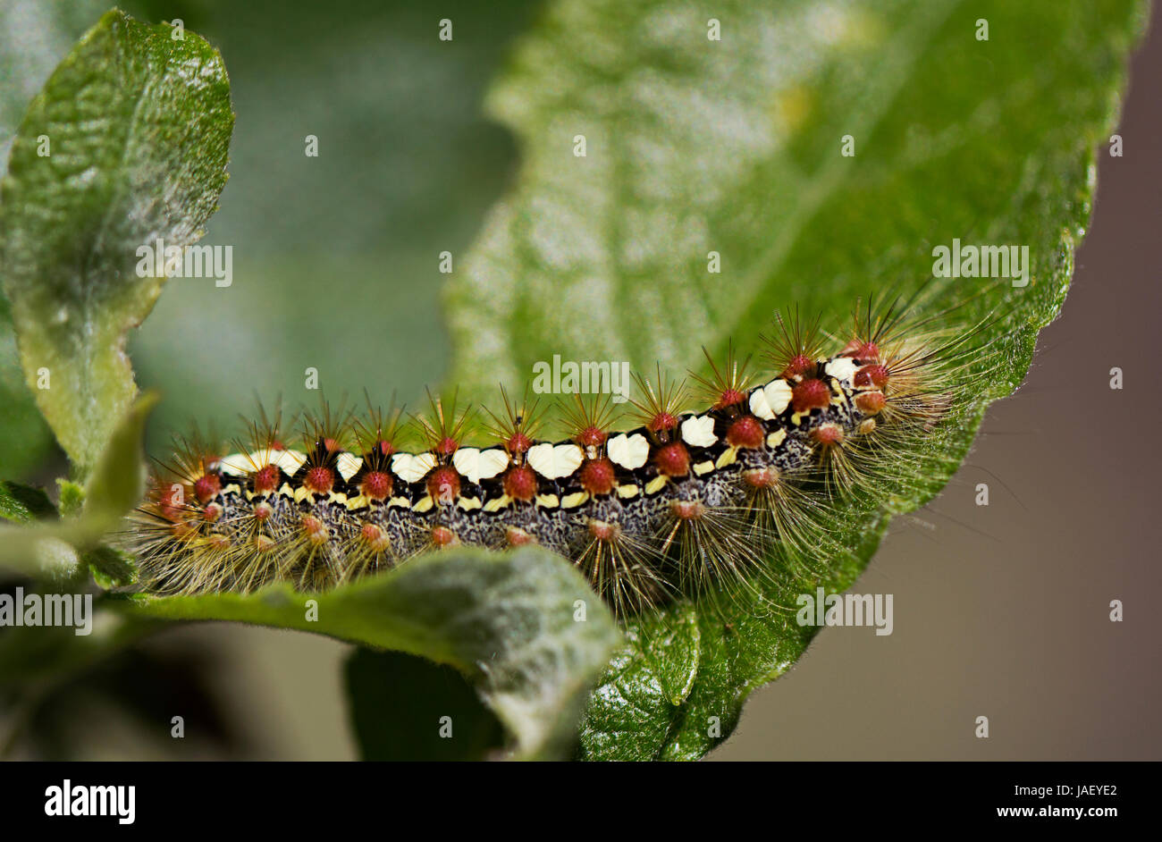 Poplar Satin Moth caterpillar, Leucoma salicis Stock Photo