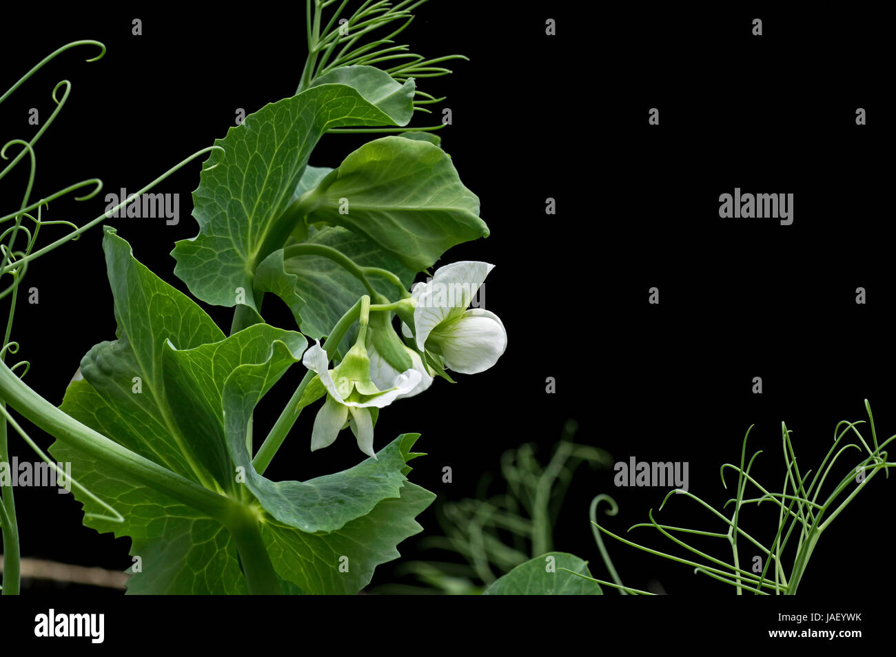 Flower of snap pea. Also known as sugar snap peas, are a cultivar group