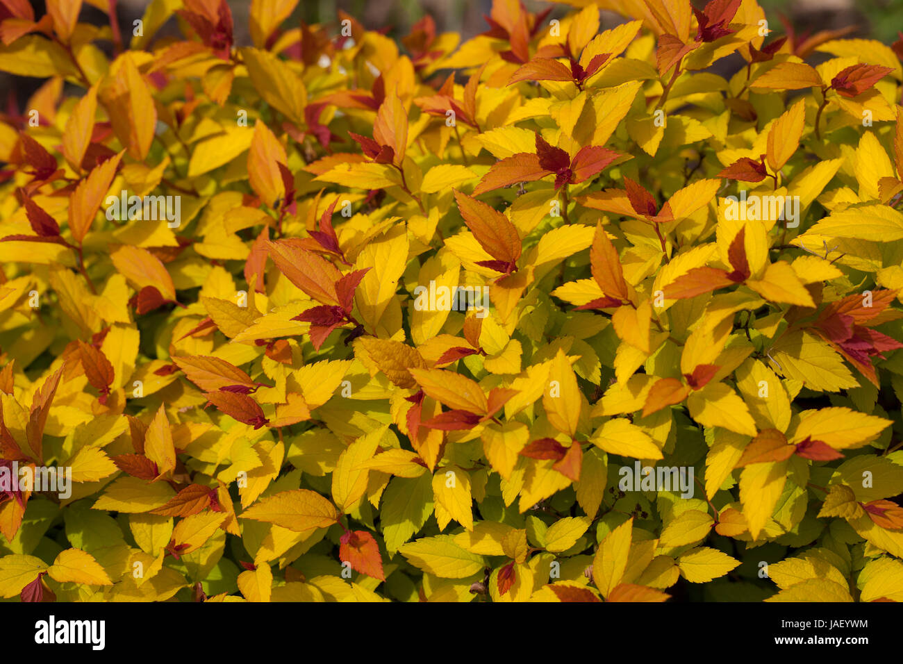 Spiraea Magic Carpet  Flowering Shrub Stock Photo