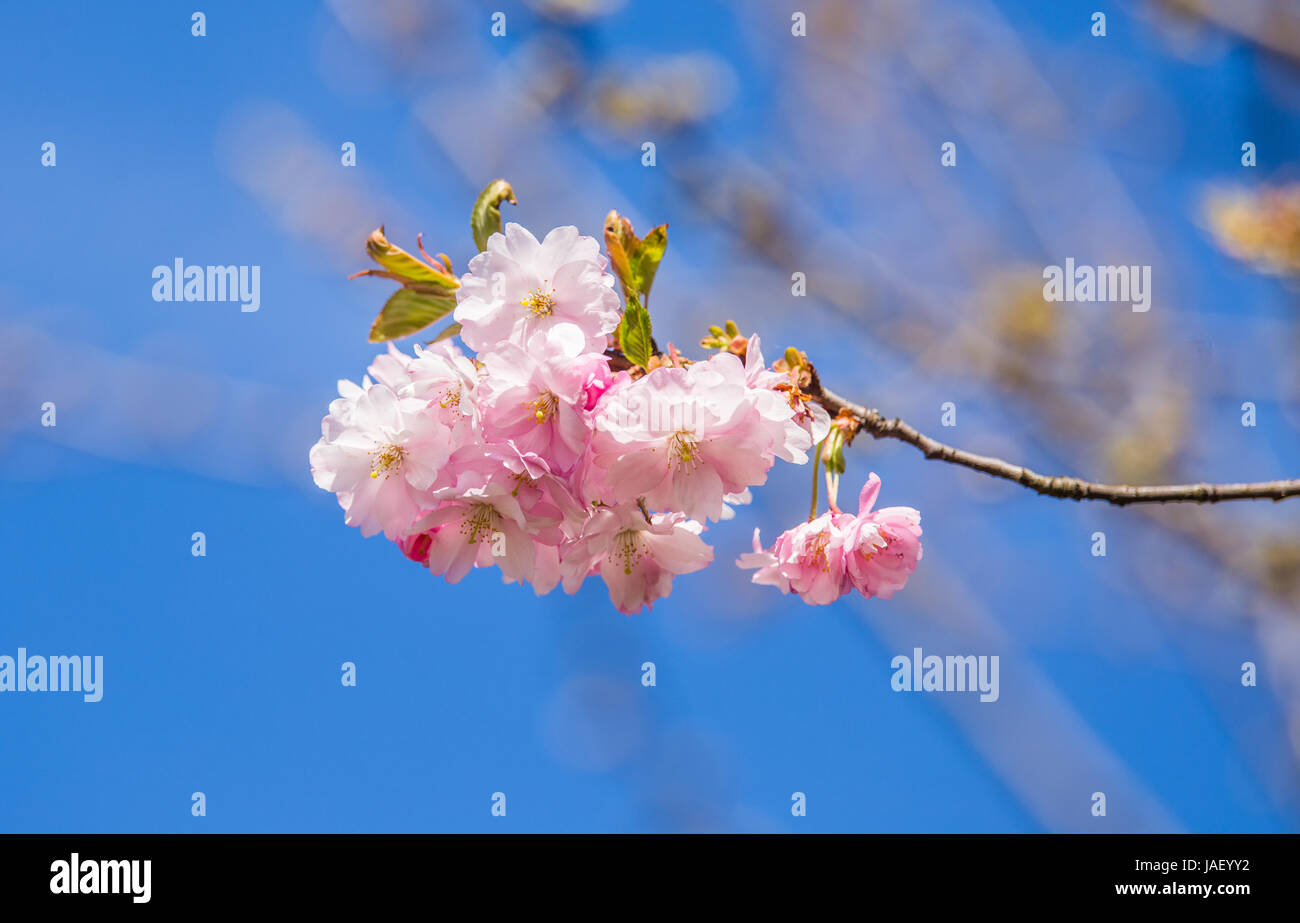 Soft light on sakura hi-res stock photography and images - Alamy