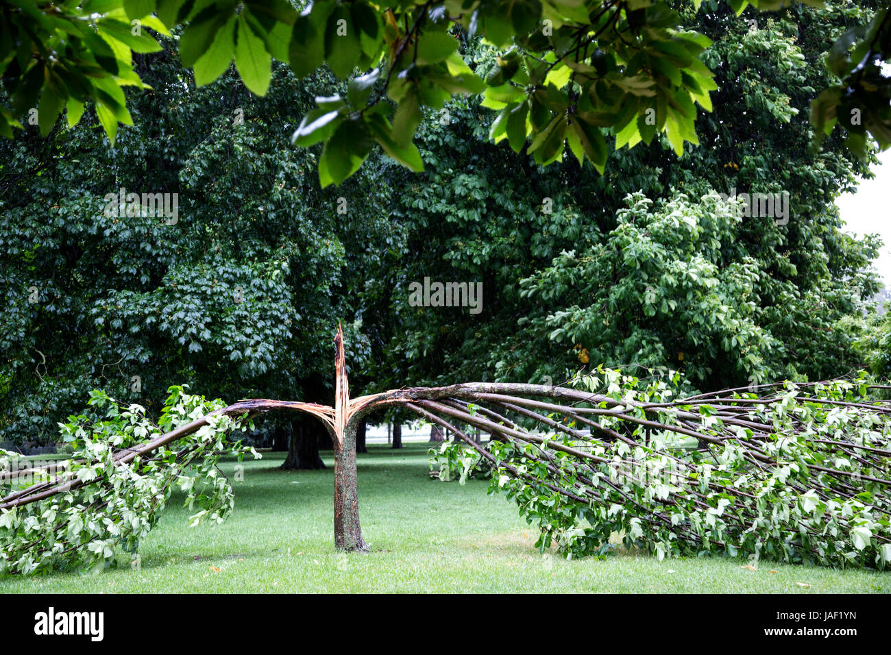 London, UK. 6 June 2017. Torrential rain causes tree to split into half