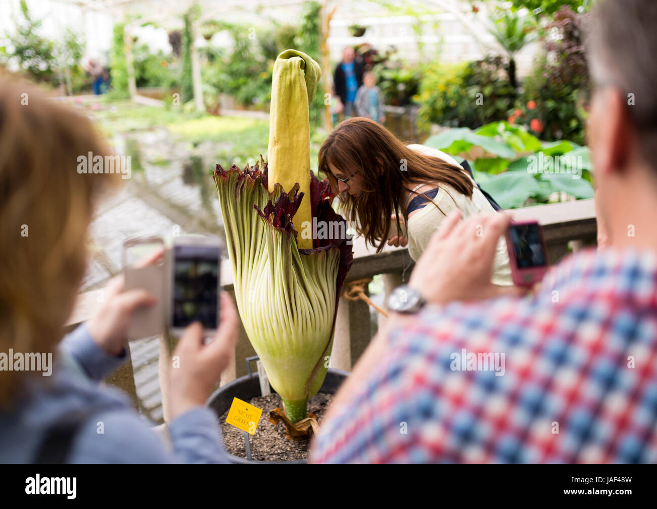 dpatop - A blossoming titan arum (Amorphophallus titanum) beckons visitors to the Botanical Garden in Munich, Germany, 06 June 2017. The largest bloom in the world blossoms only for 2 day and exhales a smell of carrion. Photo: Alexander Heinl/dpa Stock Photo