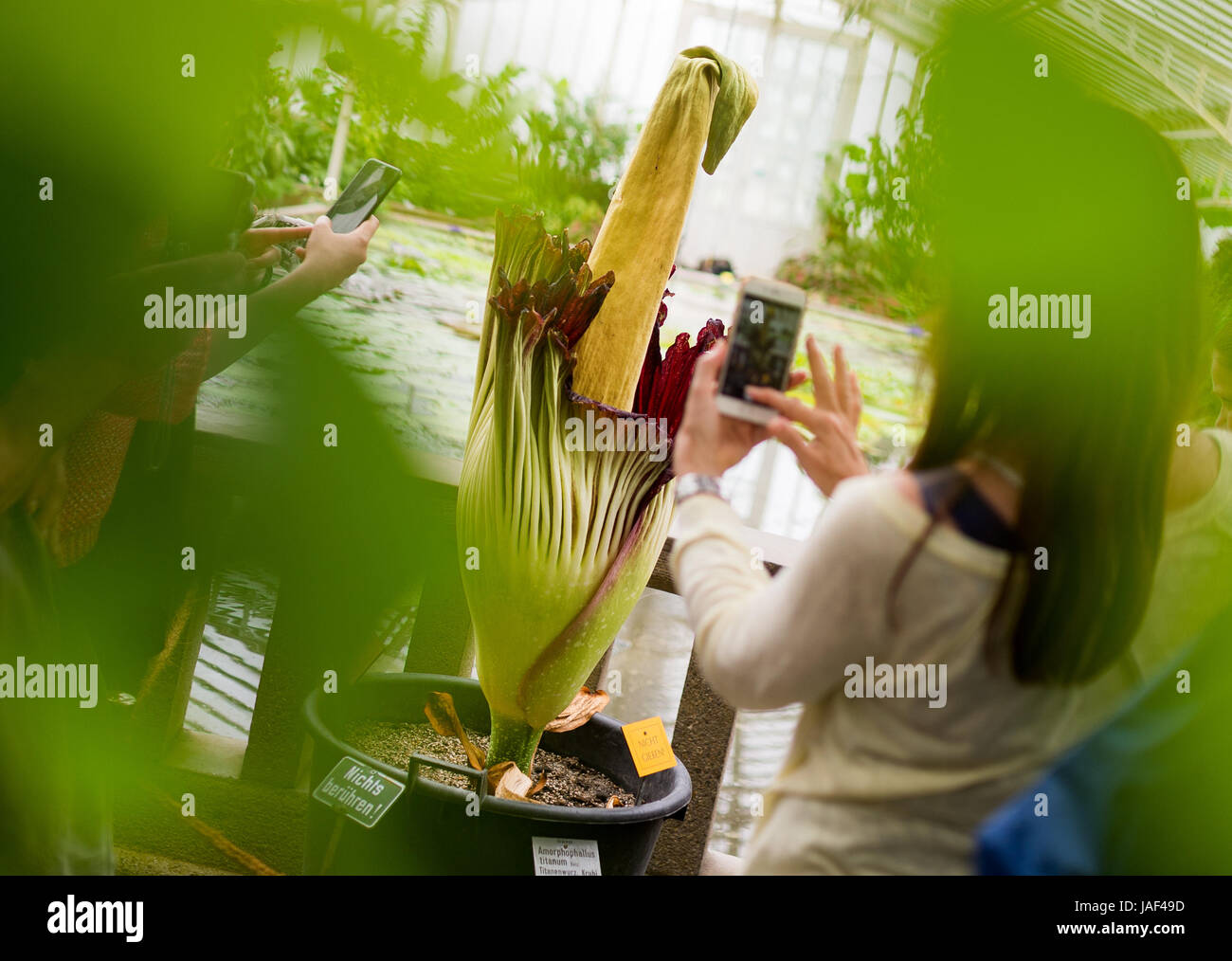 Visitors gather around a blossoming titan arum (Amorphophallus titanum) in the Botanical Garden in Munich, Germany, 06 June 2017. The largest bloom in the world blossoms only for 2 day and exhales a smell of carrion. Photo: Alexander Heinl/dpa Stock Photo