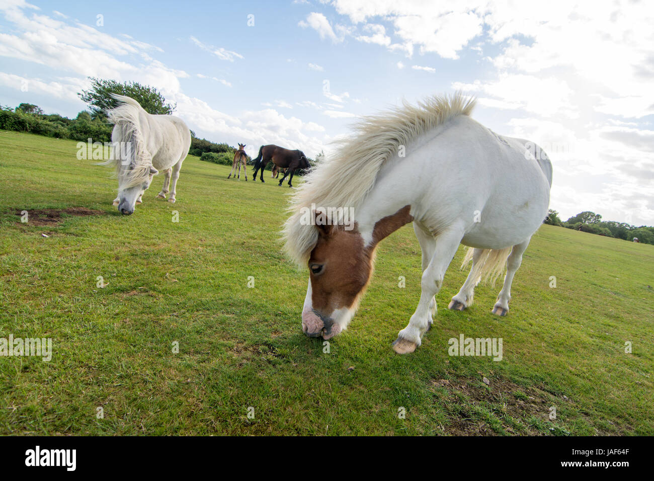 Bad hair day in windy weather for New Forest National Park white Shetland pony, Hampshire. Stock Photo