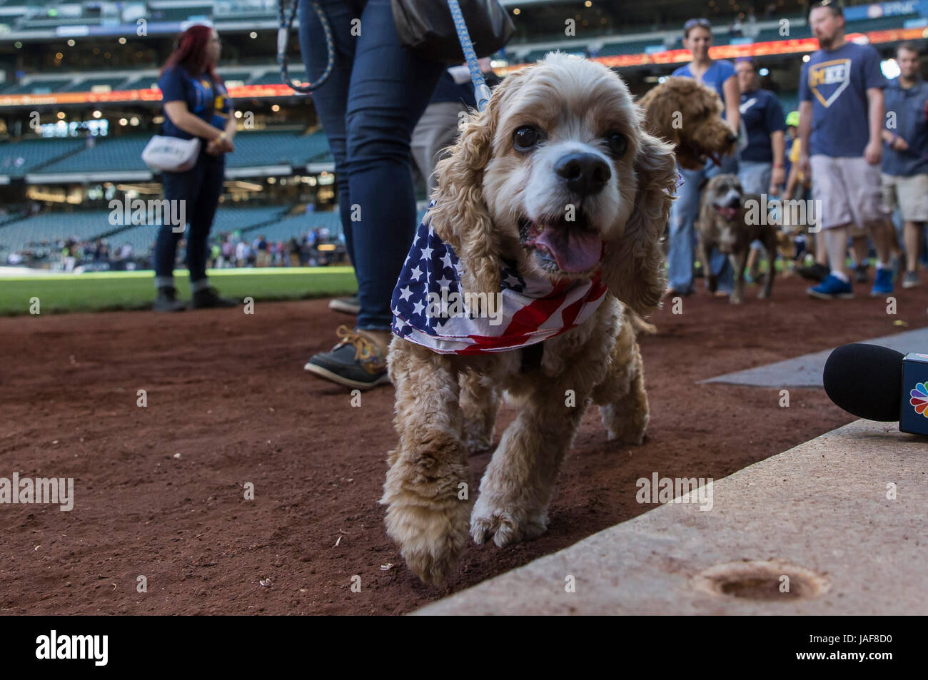 Milwaukee, WI, USA. 6th June, 2017. Bring your dog to the ballpark day at Miller Park. Fans had the opportunity to walk their dogs around the field before the Major League Baseball game between the Milwaukee Brewers and the San Francisco Giants at Miller Park in Milwaukee, WI. John Fisher/CSM/Alamy Live News Stock Photo