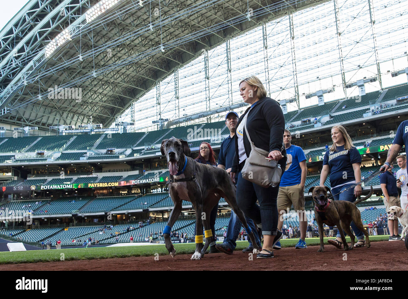 Milwaukee, WI, USA. 6th June, 2017. Bring your dog to the ballpark day at Miller Park. Fans had the opportunity to walk their dogs around the field before the Major League Baseball game between the Milwaukee Brewers and the San Francisco Giants at Miller Park in Milwaukee, WI. John Fisher/CSM/Alamy Live News Stock Photo