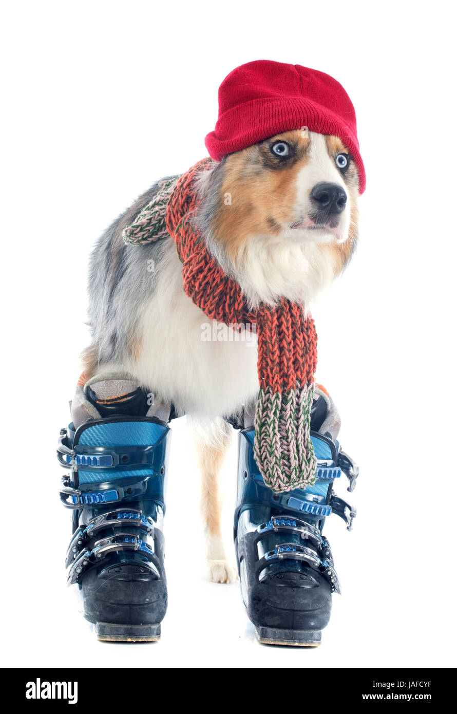 purebred australian shepherd and ski shoes in front of white background  Stock Photo - Alamy