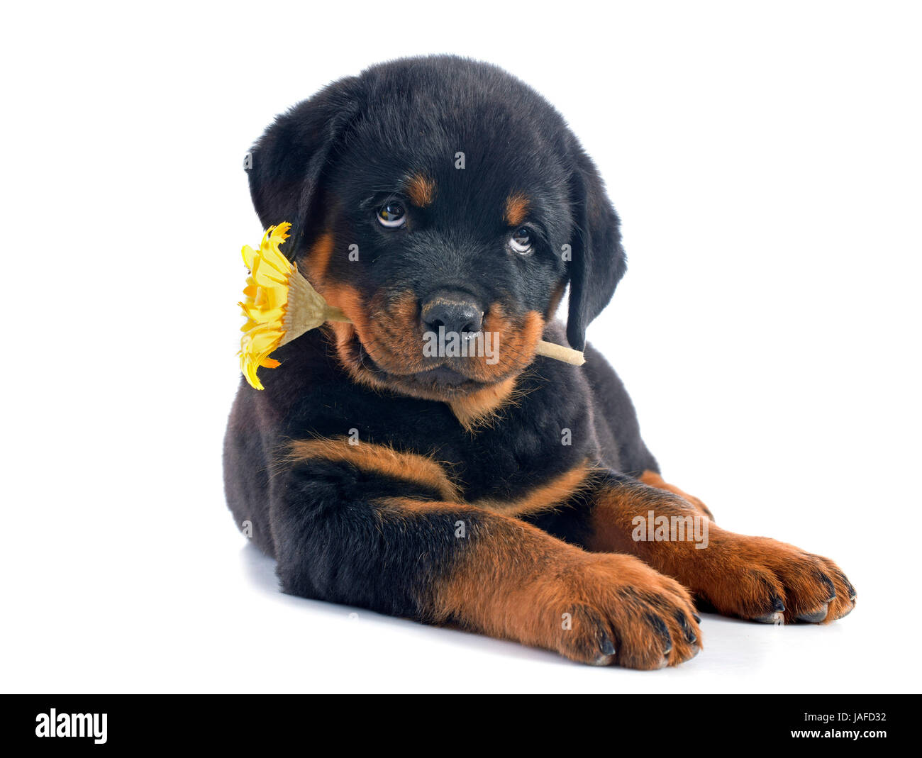 Puppy White Rollneck main image 1