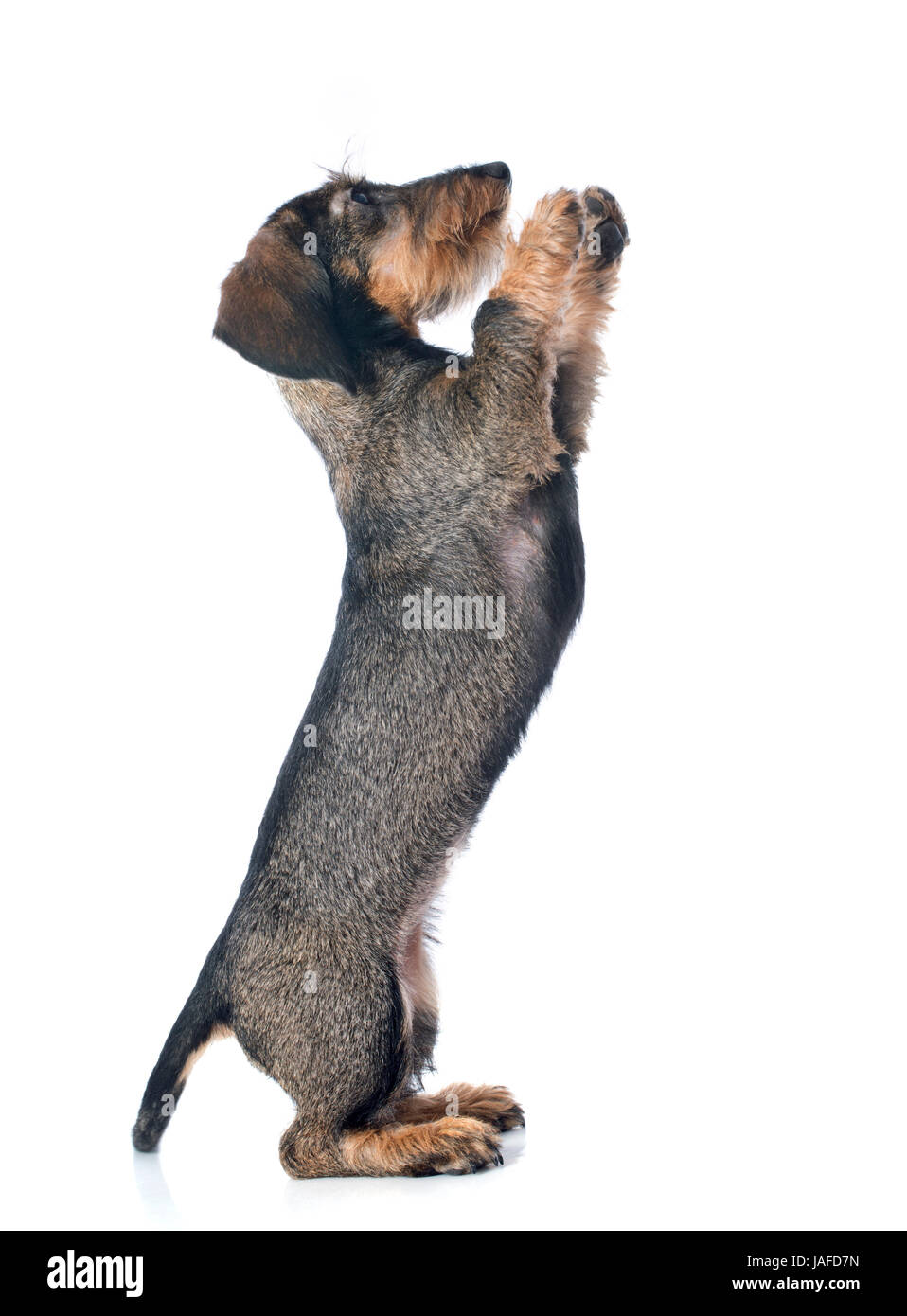 puppy Wire haired dachshund in front of white background Stock Photo