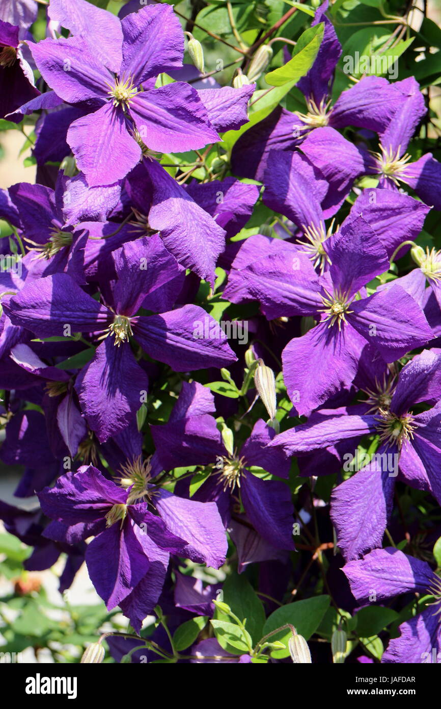 Edelwinde Stock Photo