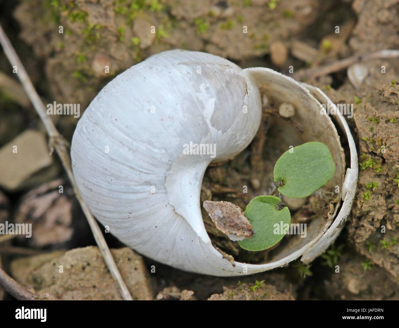 snail shell as a flower pot Stock Photo