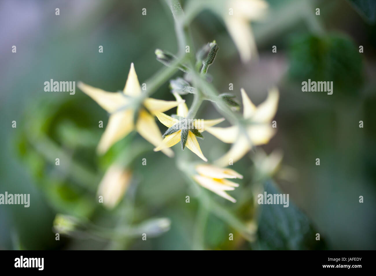 Tomato plant with yellow flowers Stock Photo Alamy