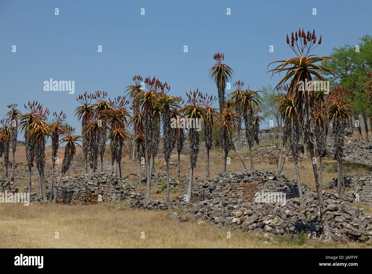 Aloe excelsa in Gross Simbabwe Stock Photo