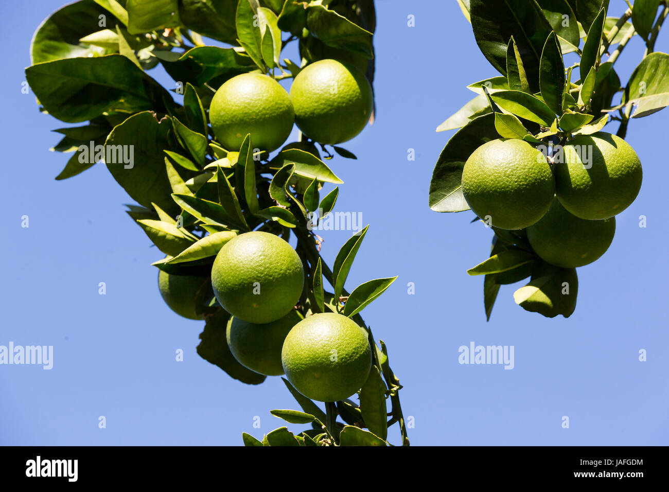 Orange tree with fruits ripen in the garden Stock Photo Alamy