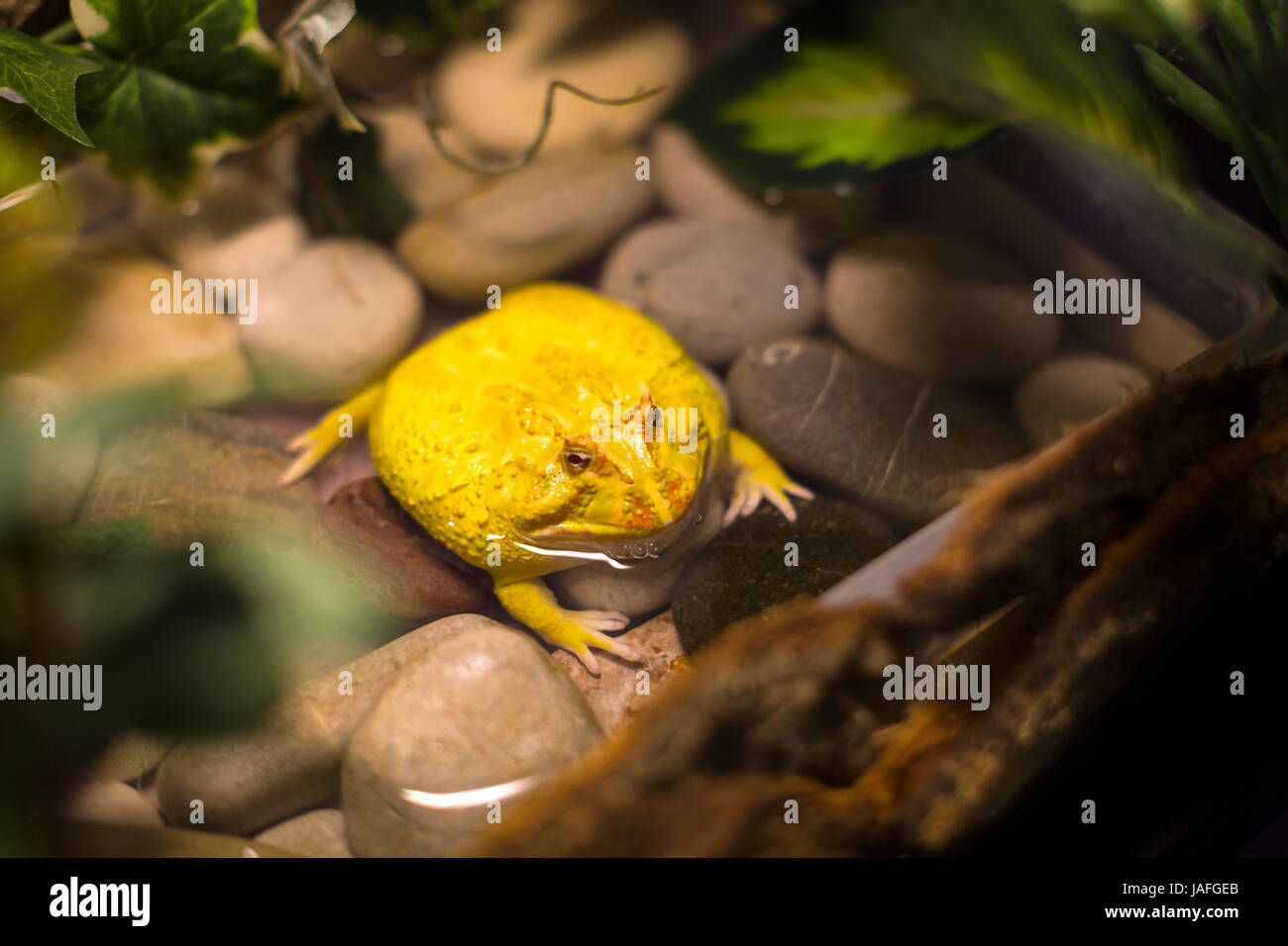 tropical water frogs