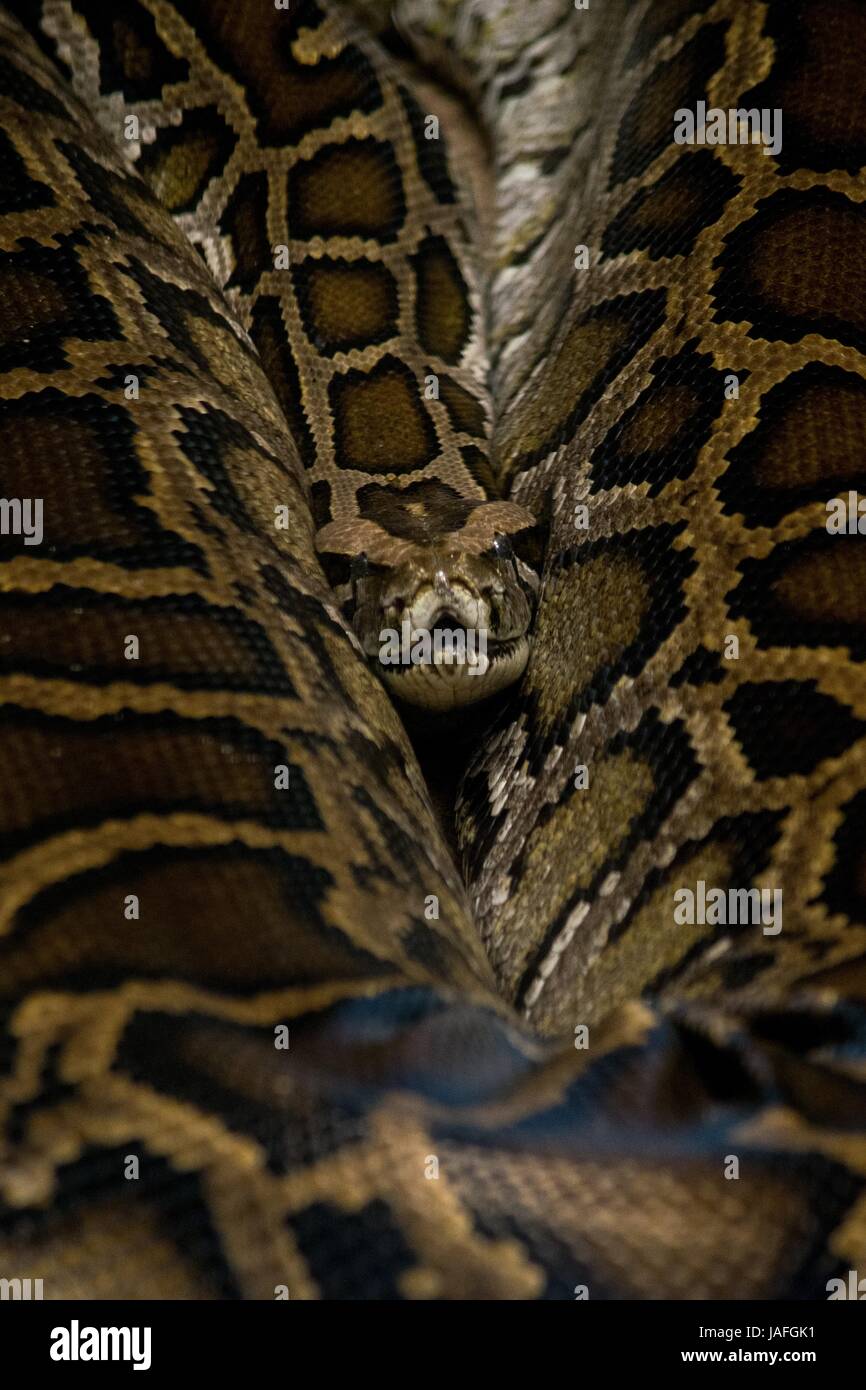 black tailed python, Tigerphyton, ominous python, ominous snake Stock Photo
