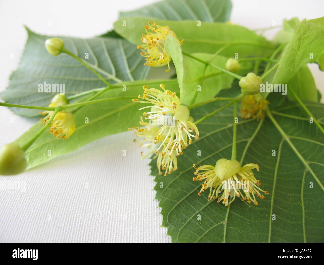 branches with linden blossoms Stock Photo