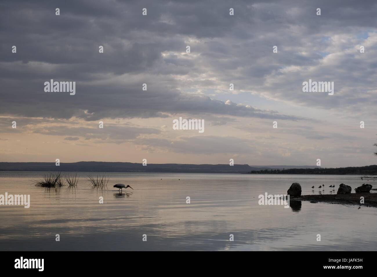 Calm lake water ripples reeds hi-res stock photography and images - Alamy